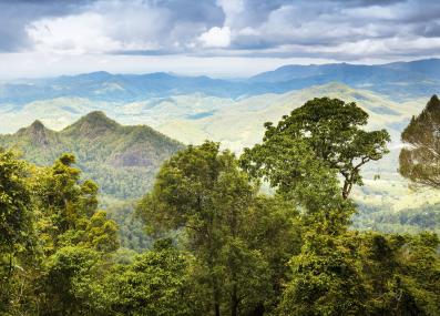 the Gondwana Rainforest of Queensland, Australia