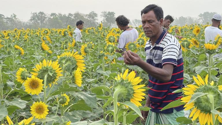 International nonprofit BRAC is working with farmers to pilot salinity-resilient sunflower seeds for oil production in southwestern Bangladesh, in fields that have been fallow during one of the growing seasons due to salinity intrusion.