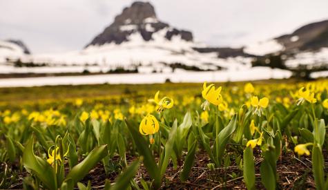 A meadow below Clements Mountain is replete with bright glacier lilies on Logan Pass in Glacier National Park on June 19, 2021