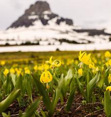A meadow below Clements Mountain is replete with bright glacier lilies on Logan Pass in Glacier National Park on June 19, 2021