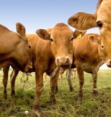 Cattle grazing can either be a source of greenhouse gas emissions or a sink for these emissions, depending on the intensity of grazing, according to a new study by scientists at MIT and in China.