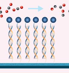 MIT chemical engineers have shown that by using DNA to tether a catalyst (blue circles) to an electrode, they can make the conversion of carbon dioxide to carbon monoxide much more efficient.
