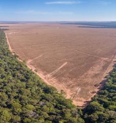 Economists Ben Olken of MIT and Claire Balboni are authors of a new review paper examining the “revolution” in the study of deforestation brought about by satellites, and analyzing which kinds of policies might limit climate-altering deforestation. Pictured is deforestation occurring in Mato Grosso, Brazil.