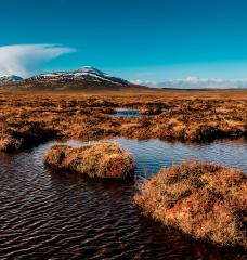 Researchers from MIT and Singapore have developed a mathematical analysis of how peat formations build and develop.