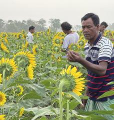 International nonprofit BRAC is working with farmers to pilot salinity-resilient sunflower seeds for oil production in southwestern Bangladesh, in fields that have been fallow during one of the growing seasons due to salinity intrusion.